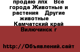продаю лпх - Все города Животные и растения » Другие животные   . Камчатский край,Вилючинск г.